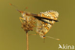 Glanville Fritellary (Melitaea cinxia)