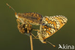 Veldparelmoervlinder (Melitaea cinxia) 