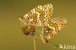 Veldparelmoervlinder (Melitaea cinxia) 