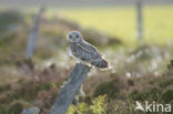 Short-eared Owl (Asio flammeus)