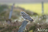 Short-eared Owl (Asio flammeus)