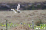 Short-eared Owl (Asio flammeus)