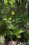 Lady’s slipper (Cypripedium calceolus)