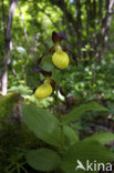 Lady’s slipper (Cypripedium calceolus)