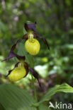 Lady’s slipper (Cypripedium calceolus)