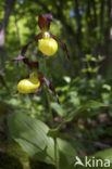 Lady’s slipper (Cypripedium calceolus)