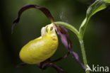 Lady’s slipper (Cypripedium calceolus)