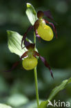 Lady’s slipper (Cypripedium calceolus)