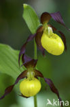 Lady’s slipper (Cypripedium calceolus)