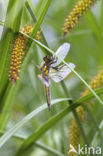 Viervlek (Libellula quadrimaculata)