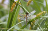 Viervlek (Libellula quadrimaculata)