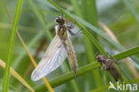 Viervlek (Libellula quadrimaculata)