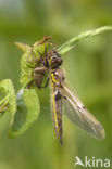 Viervlek (Libellula quadrimaculata)