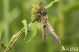 Viervlek (Libellula quadrimaculata)