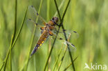 Viervlek (Libellula quadrimaculata)