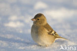 Vink (Fringilla coelebs)