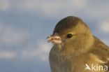 Vink (Fringilla coelebs)