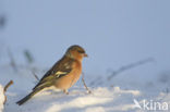 Vink (Fringilla coelebs)