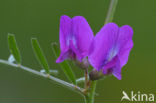 Common Vetch (Vicia sativa)