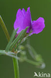 Common Vetch (Vicia sativa)