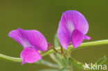 Common Vetch (Vicia sativa sativa)