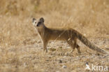 yellow mongoose (Cynictis penicillata)