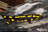 Vuursalamander (Salamandra salamandra) 