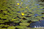 Watergentiaan (Nymphoides peltata)