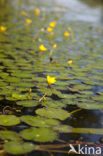 Watergentiaan (Nymphoides peltata)