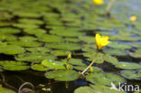 Watergentiaan (Nymphoides peltata)