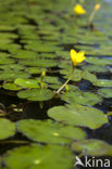 Watergentiaan (Nymphoides peltata)