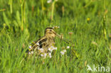 Watersnip (Gallinago gallinago) 