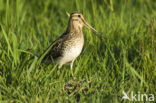 Watersnip (Gallinago gallinago) 