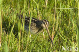 Watersnip (Gallinago gallinago) 