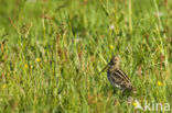 Watersnip (Gallinago gallinago) 