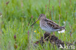 Watersnip (Gallinago gallinago) 