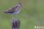 Watersnip (Gallinago gallinago) 