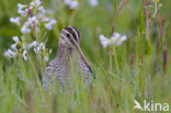 Watersnip (Gallinago gallinago) 