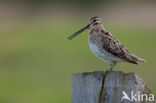 Watersnip (Gallinago gallinago) 