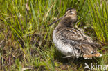 Watersnip (Gallinago gallinago) 