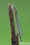 Common Blue Damselfly (Enallagma cyathigerum)