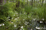 Waterviolet (Hottonia palustris)