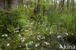 Waterviolet (Hottonia palustris)