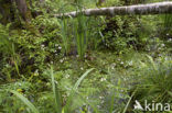 Waterviolet (Hottonia palustris)
