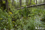 Waterviolet (Hottonia palustris)
