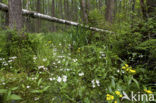 Waterviolet (Hottonia palustris)