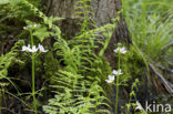 Waterviolet (Hottonia palustris)