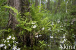 Waterviolet (Hottonia palustris)
