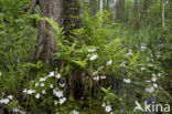 Waterviolier (Hottonia palustris)