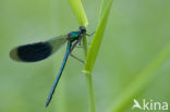 Weidebeekjuffer (Calopteryx splendens)